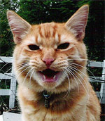 angry cat